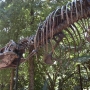 disney-animal-kingdom-21