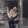 disney-animal-kingdom-36