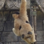 disney-animal-kingdom-38
