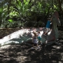 disney-animal-kingdom-6
