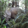 disney-animal-kingdom-8