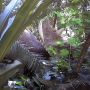 disney-animal-kingdom-9